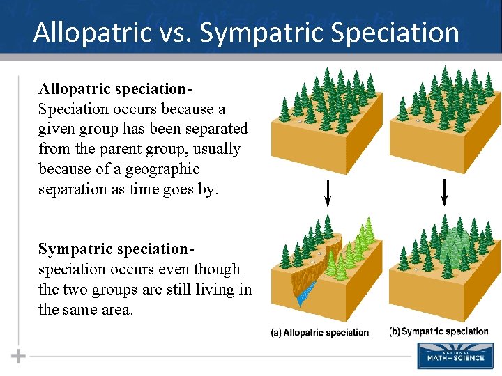 Allopatric vs. Sympatric Speciation Allopatric speciation. Speciation occurs because a given group has been
