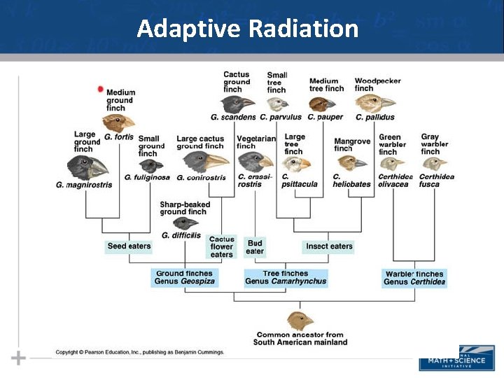 Adaptive Radiation 