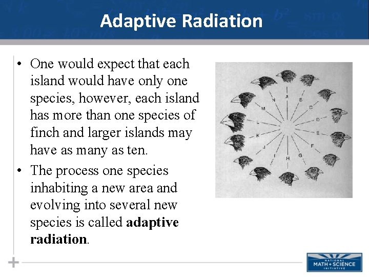 Adaptive Radiation • One would expect that each island would have only one species,
