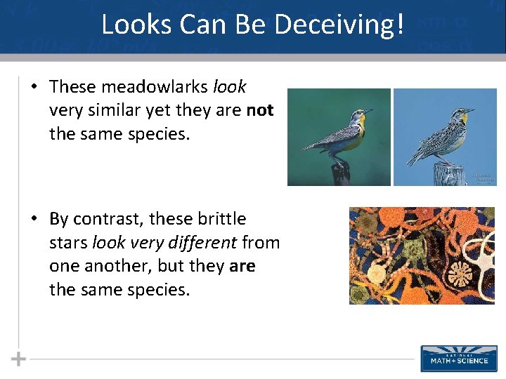 Looks Can Be Deceiving! • These meadowlarks look very similar yet they are not