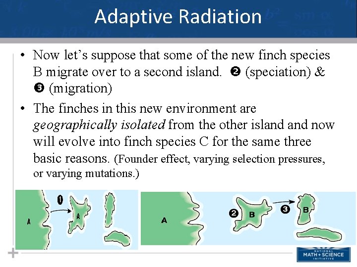 Adaptive Radiation • Now let’s suppose that some of the new finch species B