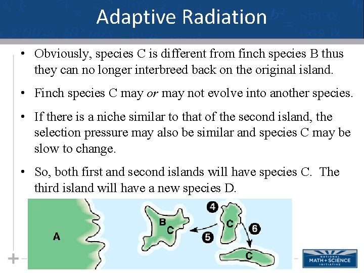 Adaptive Radiation • Obviously, species C is different from finch species B thus they