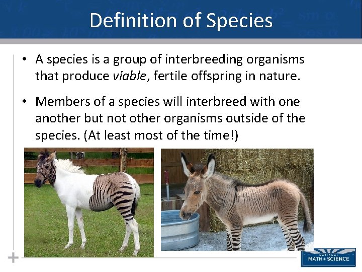 Definition of Species • A species is a group of interbreeding organisms that produce