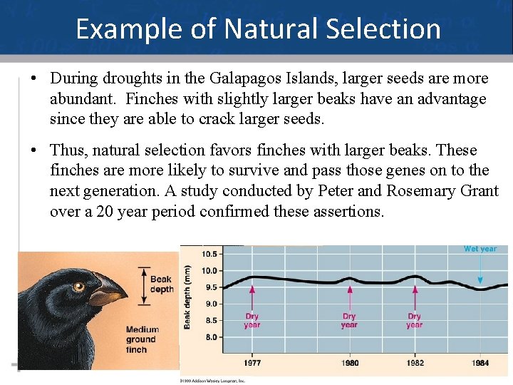 Example of Natural Selection • During droughts in the Galapagos Islands, larger seeds are