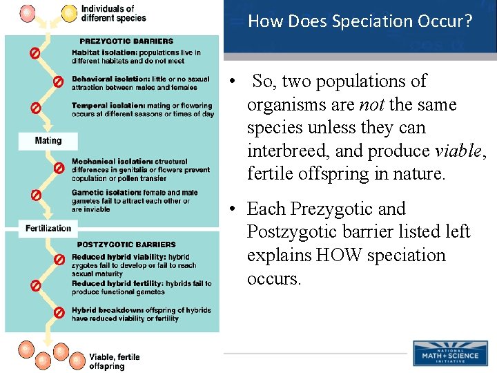 How Does Speciation Occur? • So, two populations of organisms are not the same