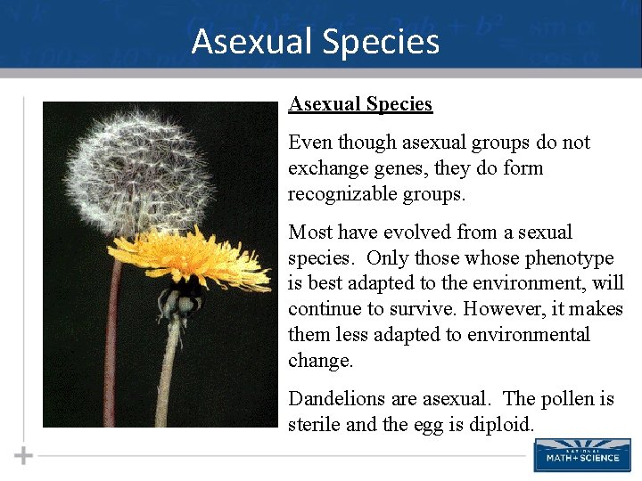 Asexual Species Even though asexual groups do not exchange genes, they do form recognizable