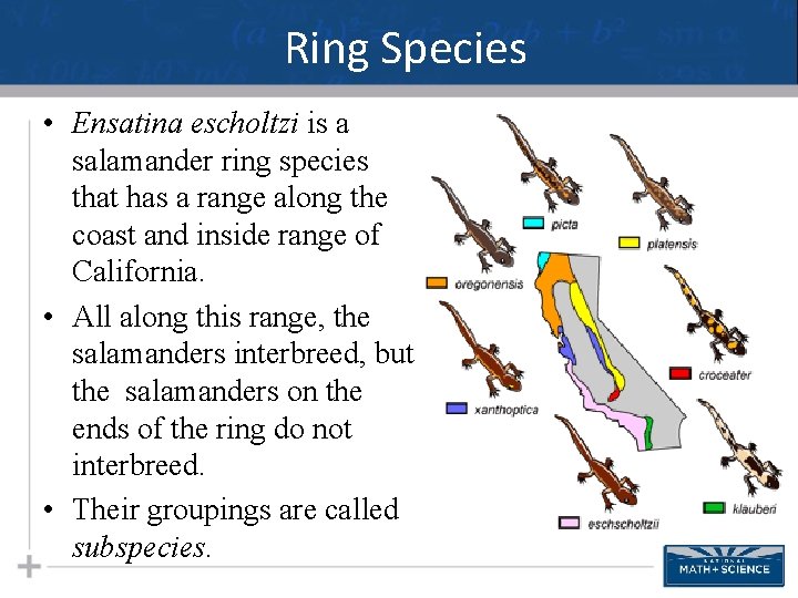 Ring Species • Ensatina escholtzi is a salamander ring species that has a range