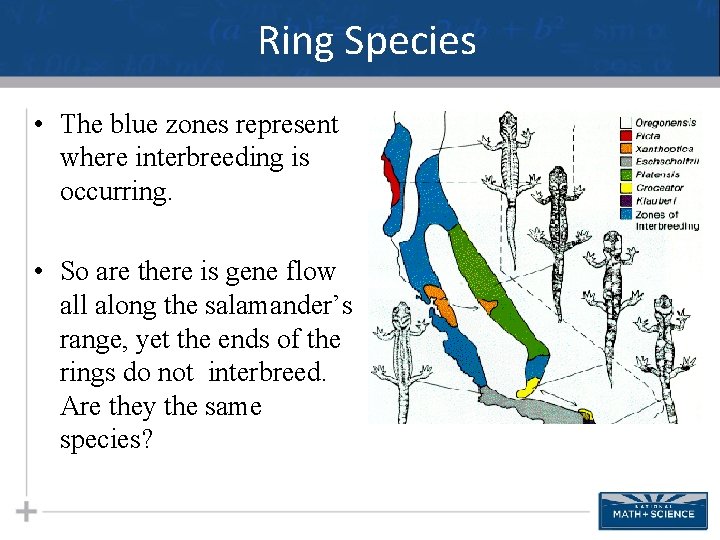 Ring Species • The blue zones represent where interbreeding is occurring. • So are