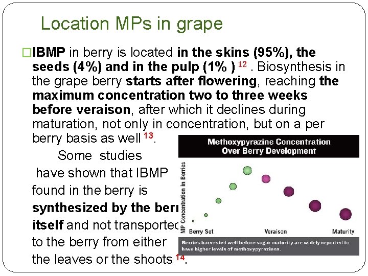 Location MPs in grape �IBMP in berry is located in the skins (95%), the