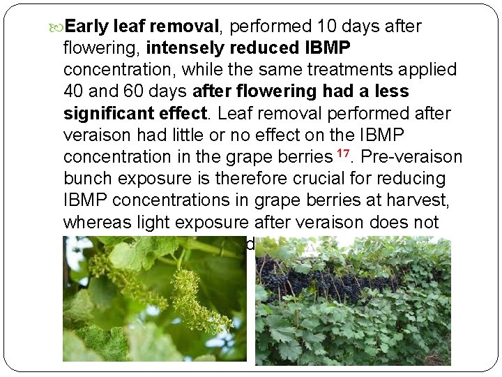  Early leaf removal, performed 10 days after flowering, intensely reduced IBMP concentration, while