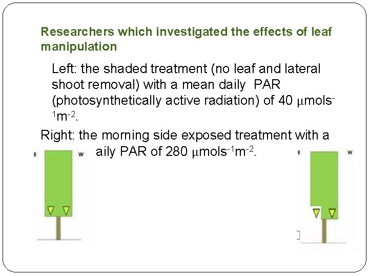 Researchers which investigated the effects of leaf manipulation Left: the shaded treatment (no leaf