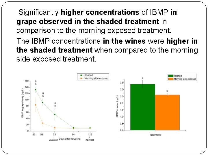  Significantly higher concentrations of IBMP in grape observed in the shaded treatment in