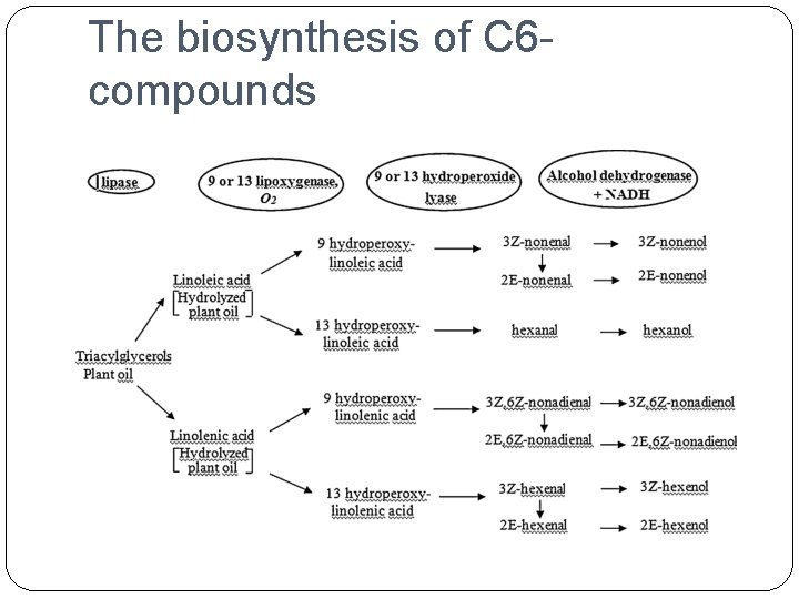 The biosynthesis of C 6 compounds 