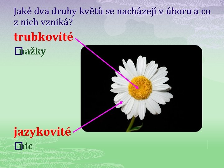 Jaké dva druhy květů se nacházejí v úboru a co z nich vzniká? trubkovité