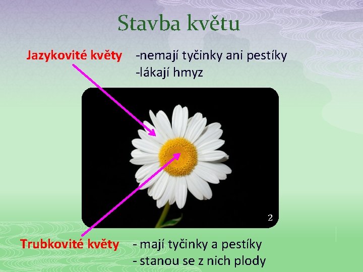 Stavba květu Jazykovité květy -nemají tyčinky ani pestíky -lákají hmyz 2. Trubkovité květy -