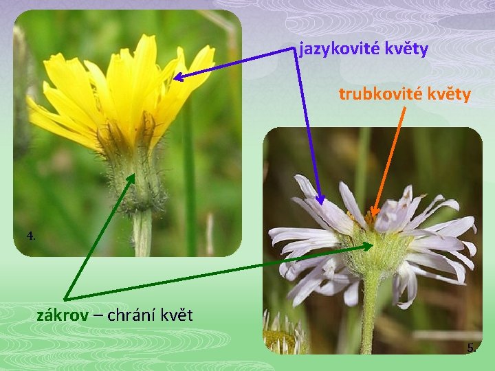 jazykovité květy trubkovité květy 4. zákrov – chrání květ 5. 