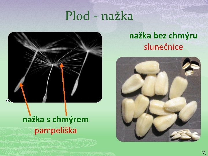 Plod - nažka bez chmýru slunečnice 6. nažka s chmýrem pampeliška 7. 