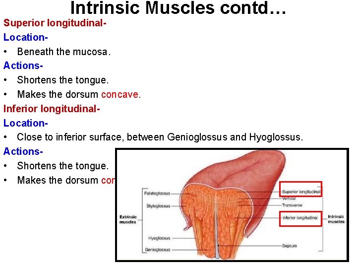 Intrinsic Muscles contd… Superior longitudinal. Location • Beneath the mucosa. Actions • Shortens the