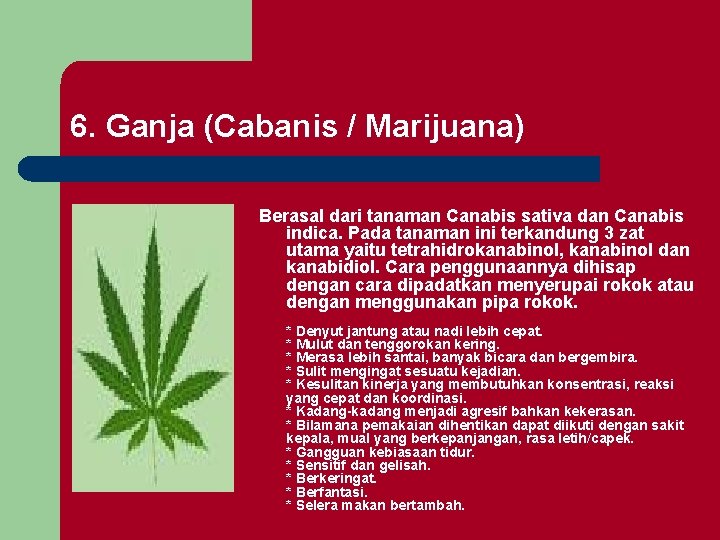 6. Ganja (Cabanis / Marijuana) Berasal dari tanaman Canabis sativa dan Canabis indica. Pada