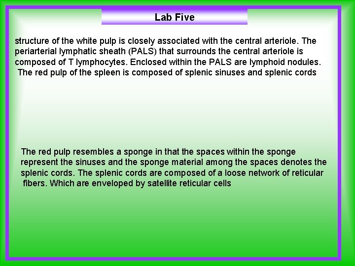 Lab Five. structure of the white pulp is closely associated with the central arteriole.