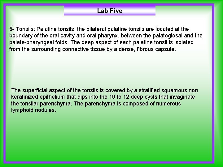 Lab Five. 5 - Tonsils: Palatine tonsils: the bilateral palatine tonsils are located at