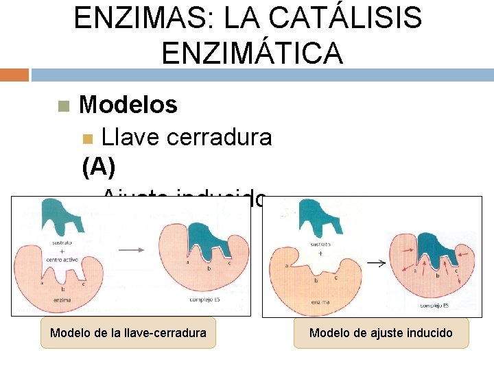 ENZIMAS: LA CATÁLISIS ENZIMÁTICA Modelos Llave cerradura (A) Ajuste inducido (B) Modelo de la