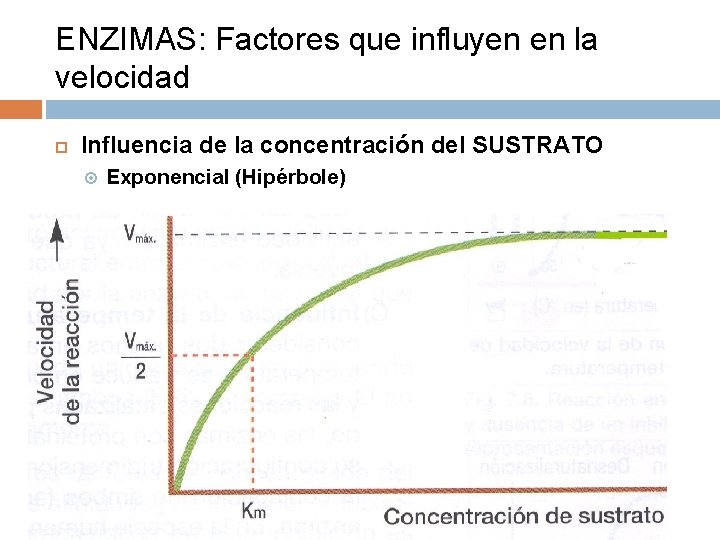 ENZIMAS: Factores que influyen en la velocidad Influencia de la concentración del SUSTRATO Exponencial