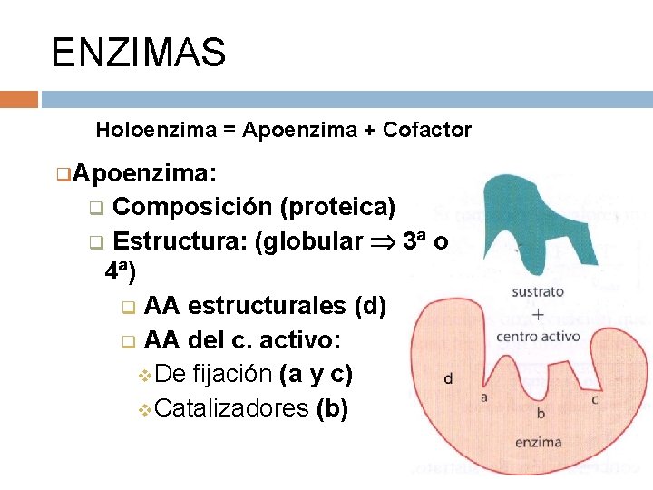 ENZIMAS Holoenzima = Apoenzima + Cofactor q. Apoenzima: Composición (proteica) q Estructura: (globular 3ª