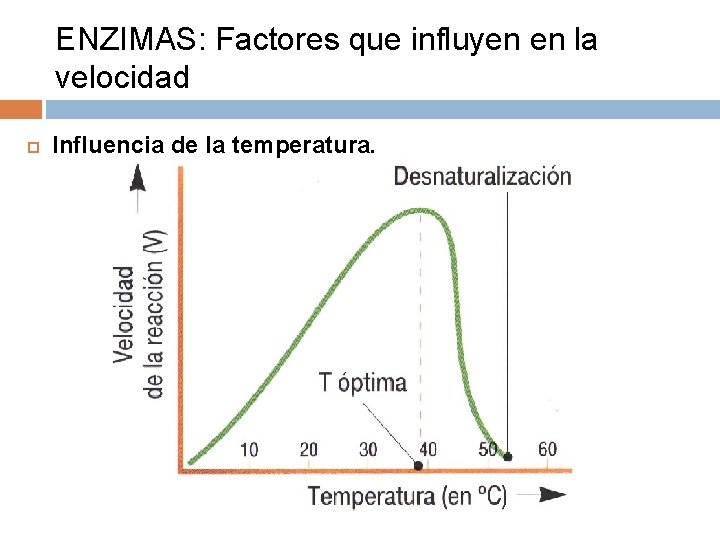 ENZIMAS: Factores que influyen en la velocidad Influencia de la temperatura. 