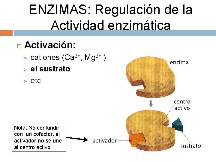 ENZIMAS: Regulación de la Actividad enzimática Activación: Ø Ø Ø cationes (Ca 2+, Mg