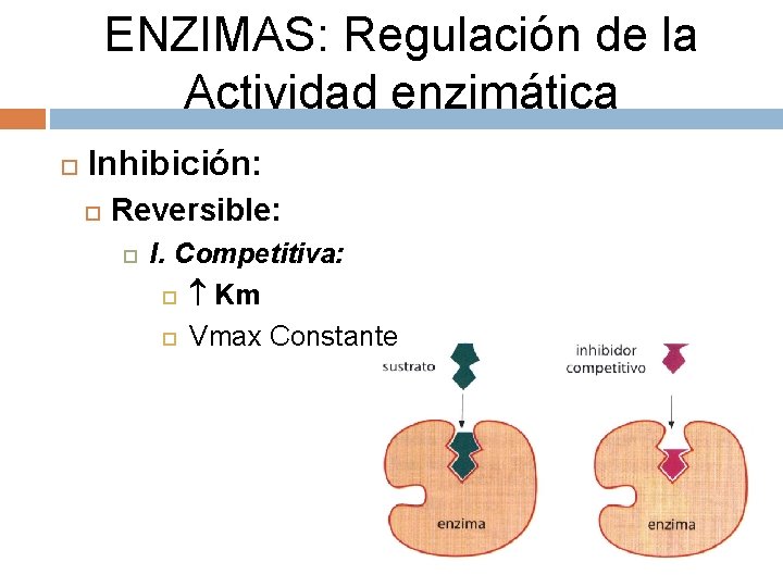 ENZIMAS: Regulación de la Actividad enzimática Inhibición: Reversible: I. Competitiva: Km Vmax Constante 
