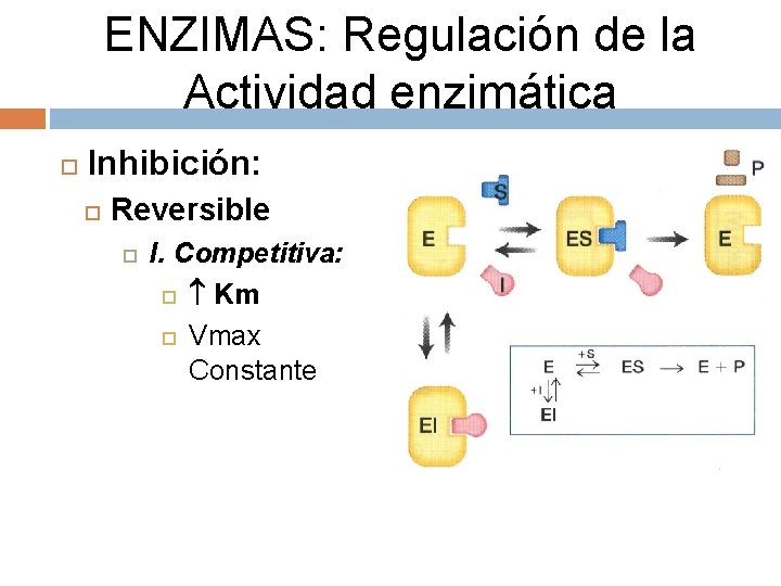 ENZIMAS: Regulación de la Actividad enzimática Inhibición: Reversible I. Competitiva: Km Vmax Constante 