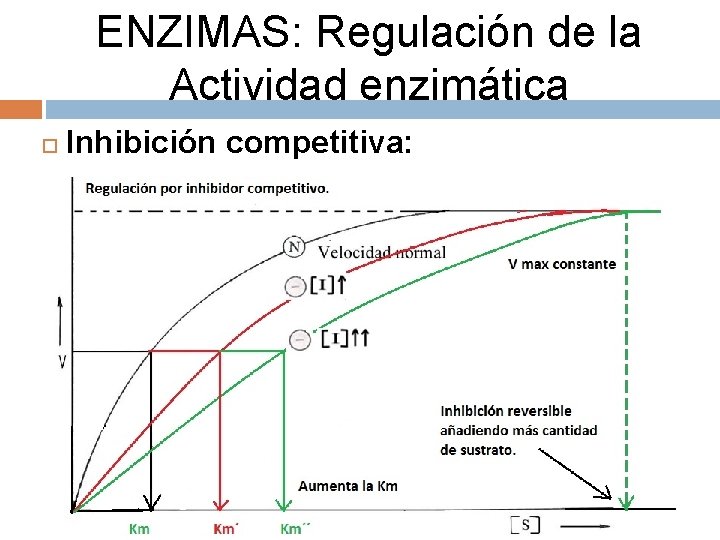 ENZIMAS: Regulación de la Actividad enzimática Inhibición competitiva: 