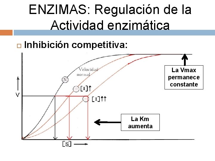 ENZIMAS: Regulación de la Actividad enzimática Inhibición competitiva: La Vmax permanece constante La Km