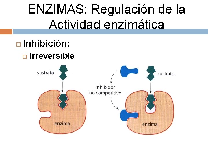 ENZIMAS: Regulación de la Actividad enzimática Inhibición: Irreversible 