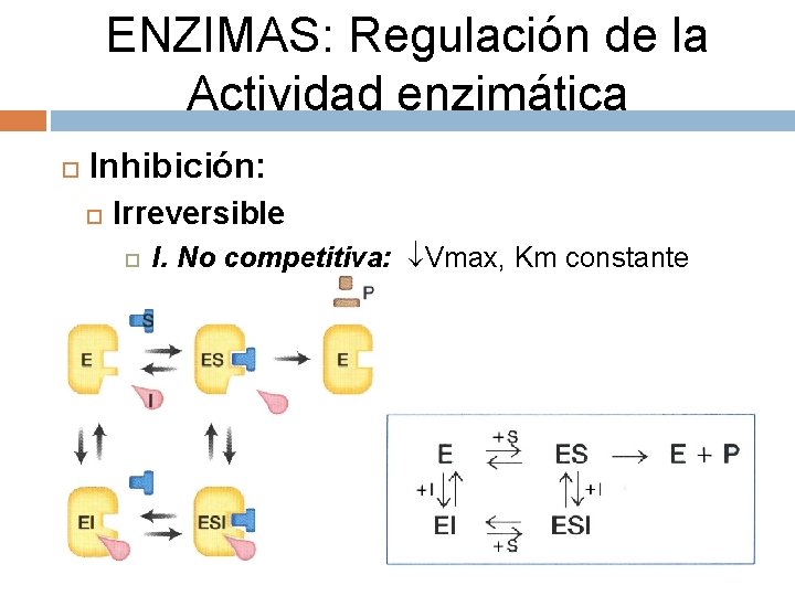 ENZIMAS: Regulación de la Actividad enzimática Inhibición: Irreversible I. No competitiva: Vmax, Km constante