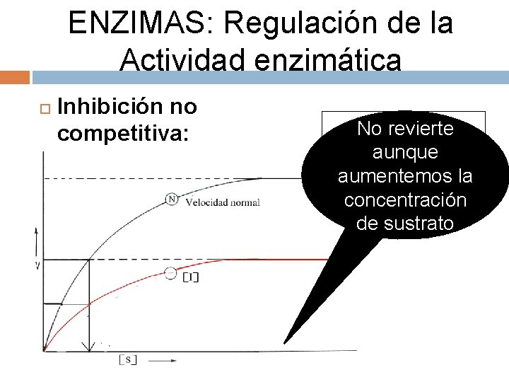 ENZIMAS: Regulación de la Actividad enzimática Inhibición no competitiva: No revierte ¿Por qué es