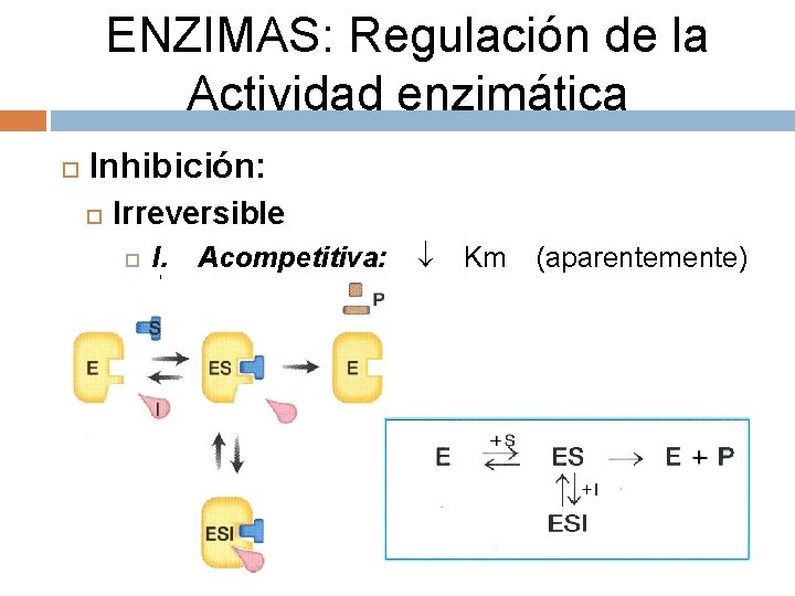 ENZIMAS: Regulación de la Actividad enzimática Inhibición: Irreversible I. Acompetitiva: Vmax Km (aparentemente) 