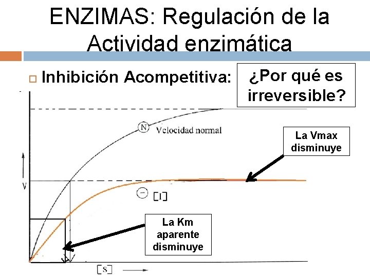 ENZIMAS: Regulación de la Actividad enzimática Inhibición Acompetitiva: ¿Por qué es irreversible? La Vmax