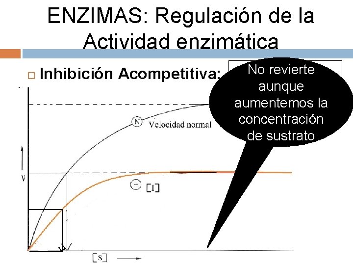 ENZIMAS: Regulación de la Actividad enzimática Inhibición Acompetitiva: No revierte ¿Por qué es aunque