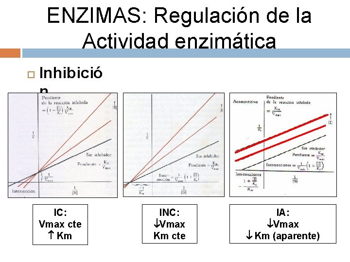 ENZIMAS: Regulación de la Actividad enzimática Inhibició n IC: Vmax cte Km INC: Vmax