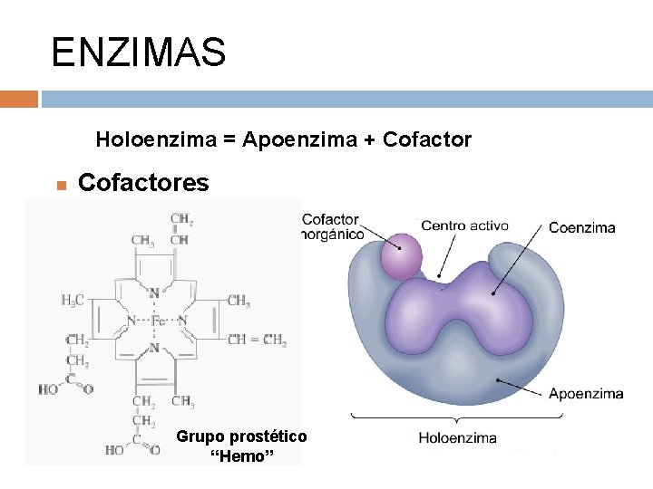 ENZIMAS Holoenzima = Apoenzima + Cofactores Grupo prostético “Hemo” 