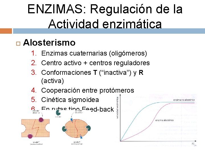 ENZIMAS: Regulación de la Actividad enzimática Alosterismo 1. Enzimas cuaternarias (oligómeros) 2. Centro activo