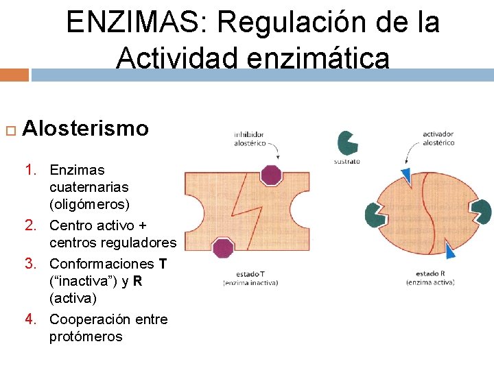 ENZIMAS: Regulación de la Actividad enzimática Alosterismo 1. Enzimas cuaternarias (oligómeros) 2. Centro activo