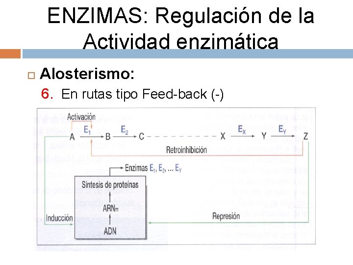 ENZIMAS: Regulación de la Actividad enzimática Alosterismo: 6. En rutas tipo Feed-back (-) 