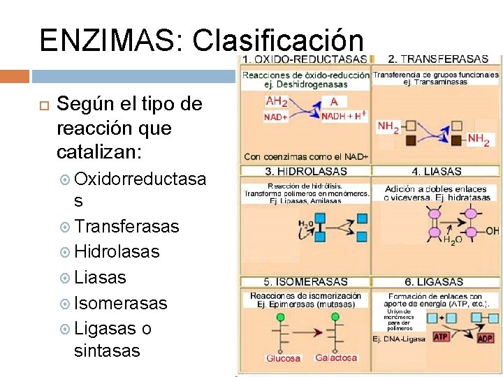 ENZIMAS: Clasificación Según el tipo de reacción que catalizan: Oxidorreductasa s Transferasas Hidrolasas Liasas