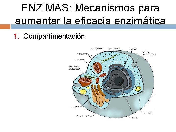 ENZIMAS: Mecanismos para aumentar la eficacia enzimática 1. Compartimentación 