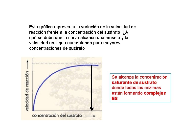 Esta gráfica representa la variación de la velocidad de reacción frente a la concentración