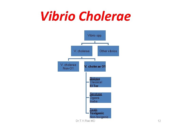 Vibrio Cholerae Vibrio spp. V. cholerae Non-O 1 Other vibrios V. cholerae O 1