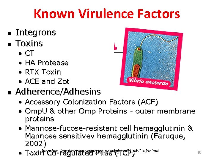 Known Virulence Factors n n Integrons Toxins • • n CT HA Protease RTX